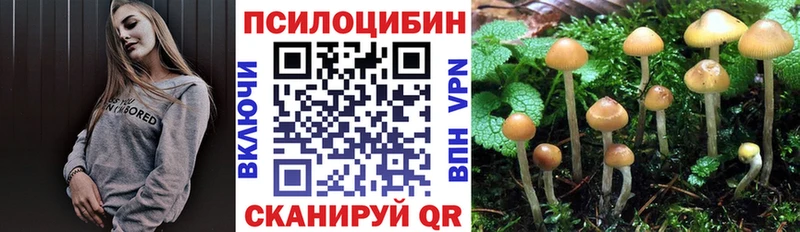 Псилоцибиновые грибы Cubensis  где продают наркотики  Курган 
